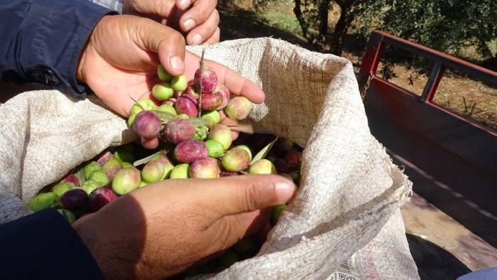 Mardin’de Devam Eden Zeytin Hasadında Yüksek Rekolte Bekleniyor