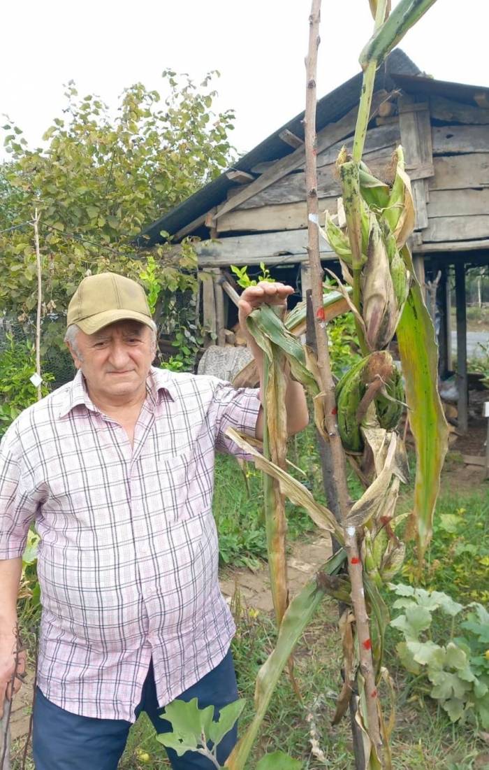 1 Kök Mısırda 15 Koçan