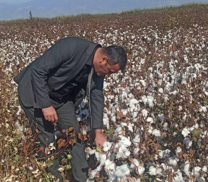 Didim’de Pamuk Hasat Kontrolleri Devam Ediyor