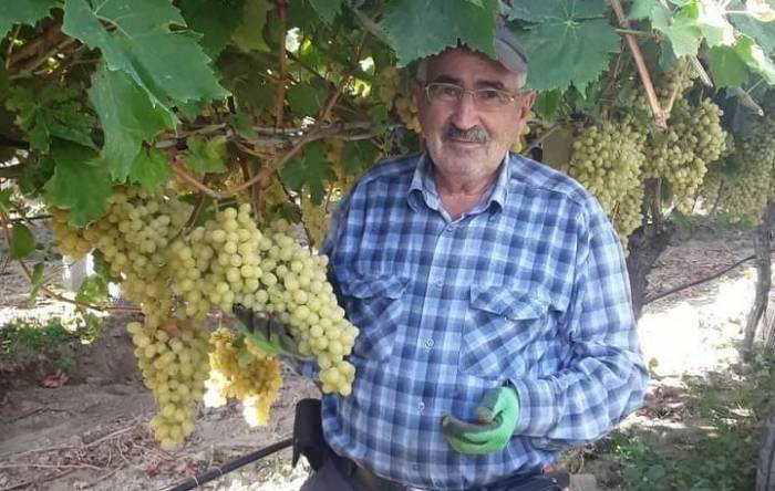 Üzüm Salkımları Tek Tek Kontrol Ediliyor