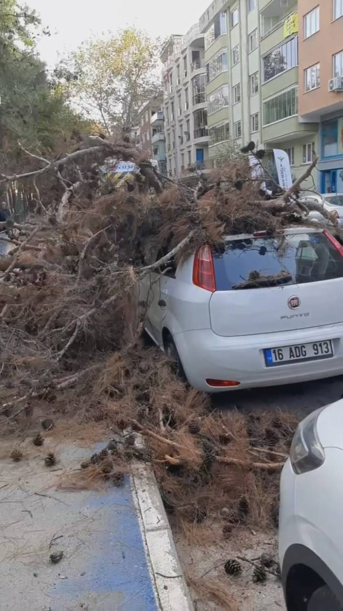 Çürük Ağaç Otomobilin Üzerine Devrildi