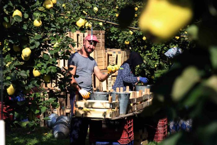 Sapından Yaprağına Kadar Değerlendirilen Ayva’da Hasat Başladı
