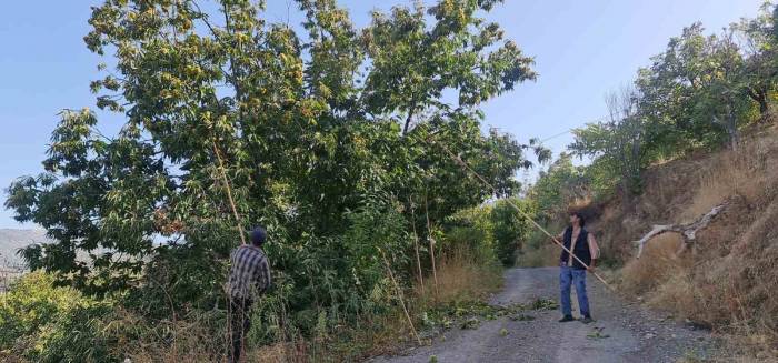 Tire Dağlarında Kestane Hasadı Başladı