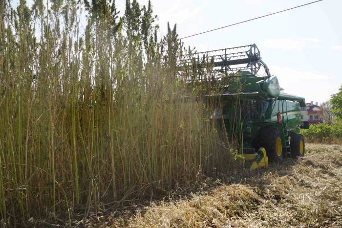 30 Yıl Sonra Ekimine Başlanan Kendirin Hasadı Yapıldı