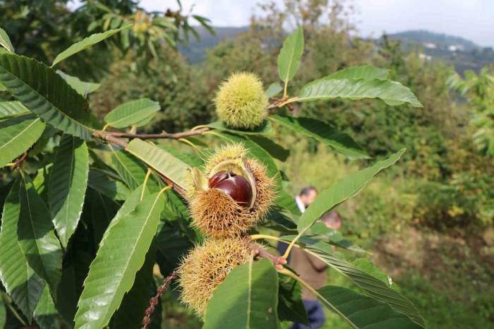 Defneden 16,5 Milyon, Kestaneden 2,4 Milyon Tl Gelir