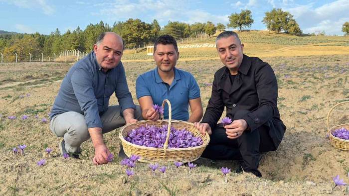 Safranova’da Safran Hasadı Başladı