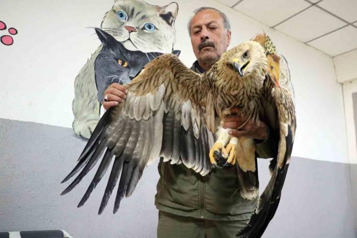 Yozgat’ta Yorgun Ve Bitkin Halde Şah Kartalı Bulundu