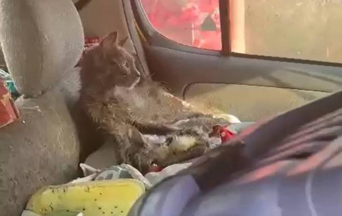 Söke’de ’hayvanlara Kötü Muamele’ İddiası