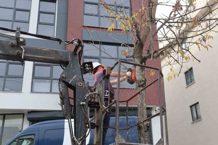 Sürücü Ve Yaya Güvenliği İçin Ağaçlar Budanıyor