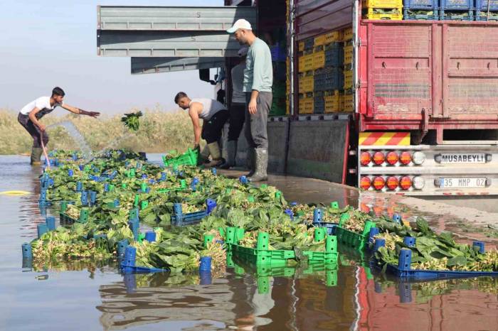 Türkiye’nin Ispanak Deposunda Hasat Zamanı: Tarlada 4, Pazarda 20 Tl