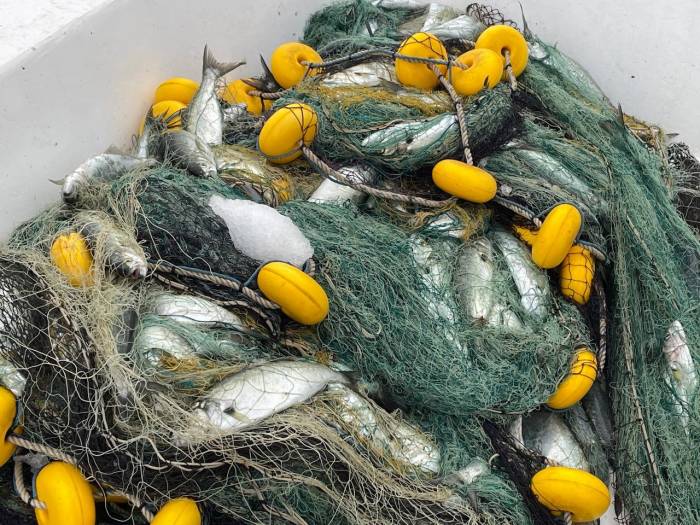 Denizlerin Efesi Lüfer Göründü: Balıkçılar 3 Bin Adet Yakaladı