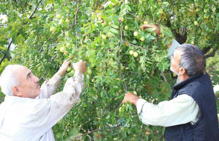 Çit Bitkisi Olarak Dikilen Şifa Deposu "Hünnap" Gelir Kapısı Oldu