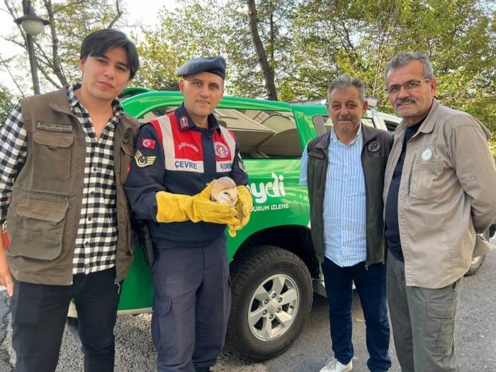 Yaralı Baykuşa Jandarma Şefkati