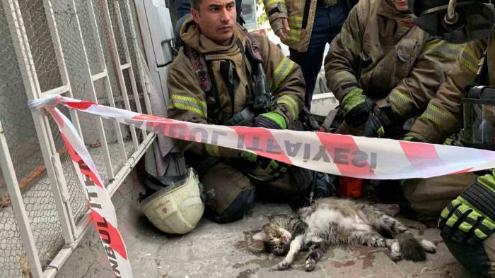 Şişli’de Yangında Mahsur Kalan Kedi İtfaiye Ekiplerince Kurtarıldı