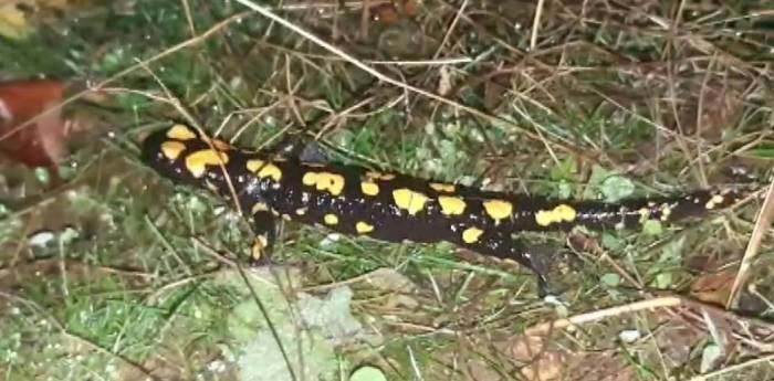 Tunceli’de Soyu Tehlikede Olan Benekli Semender Görüntülendi