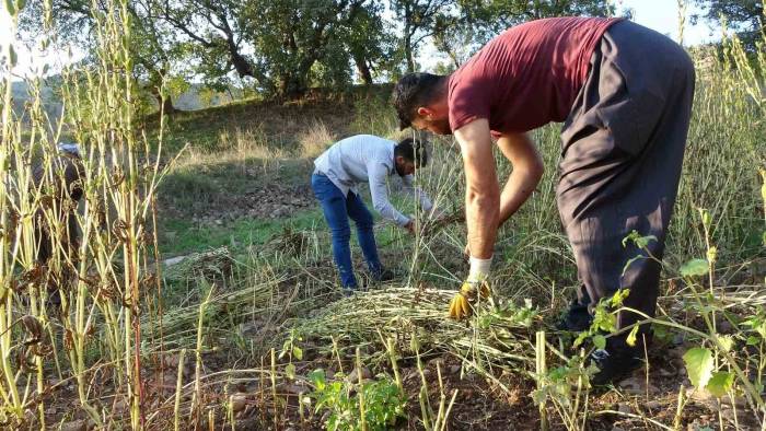 Irak’ın Sıfır Noktası Derecik İlçesinde Susam Hasadı Başladı