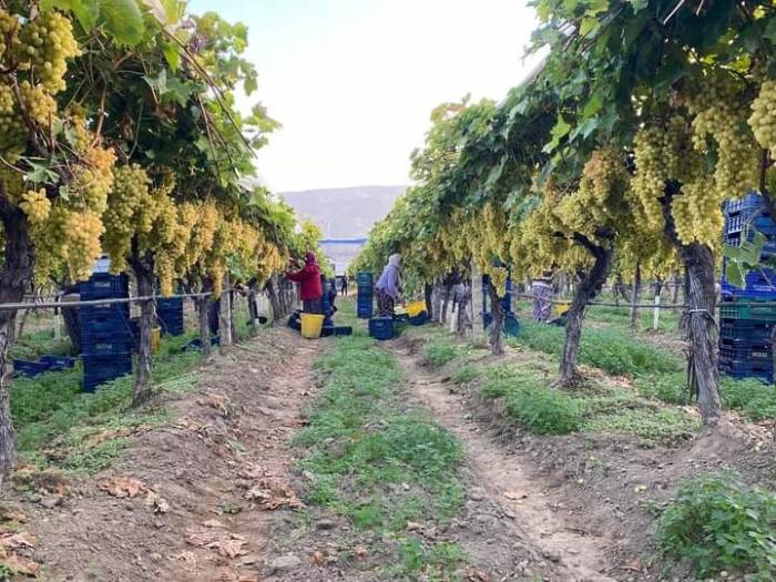 Dalında Taze Üzümler Sofraları Tatlandırıyor