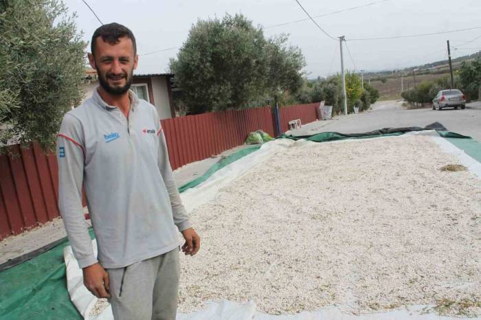 Manyas’ın Coğrafi İşaretli Kazak Fasulyesinde Hasat Başladı