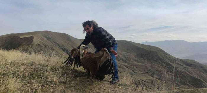 Kızıl Akbaba 3 Ay Sonra Yeniden Özgür