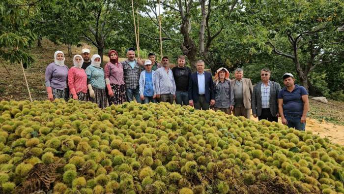 Başkan Güler Kestane Hasadına Katıldı
