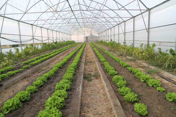 Çukurca Seralarında 4 Mevsim Üretim Yapılıyor