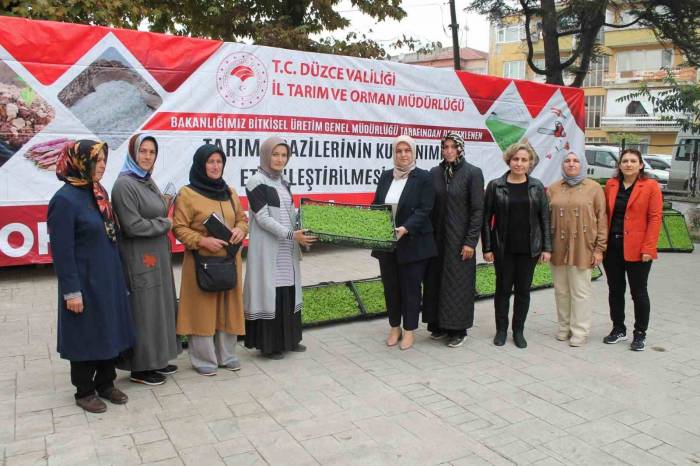 350 Bin Marul Fidesi Dağıtıldı