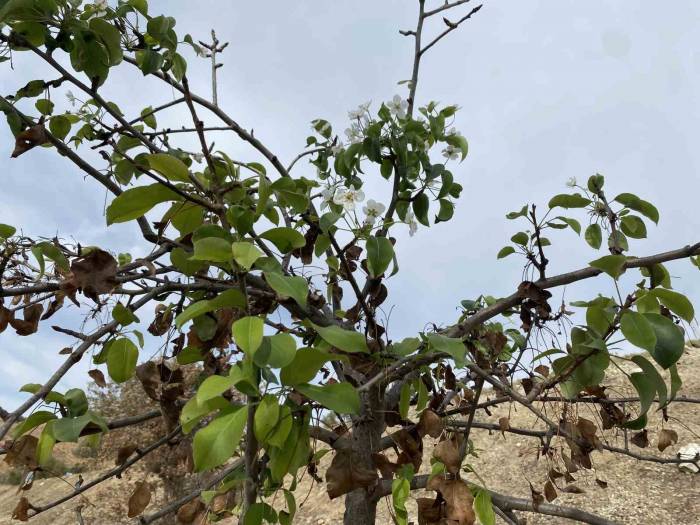 Manisa’da 4 Ay Önce Yanan Ağaçlar Yapraklanıp Çiçek Açtı