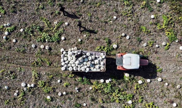 Coğrafi İşaretli Meşhur Sakarya Kabağında Hasat Zamanı