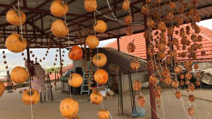 Sarıgöl’de Cennet Elması Hasadına Başlandı