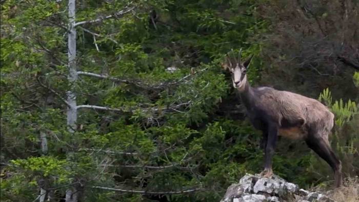 Gümüşhane’de Çengel Boynuzlu Dağ Keçileri Dronla Görüntülendi