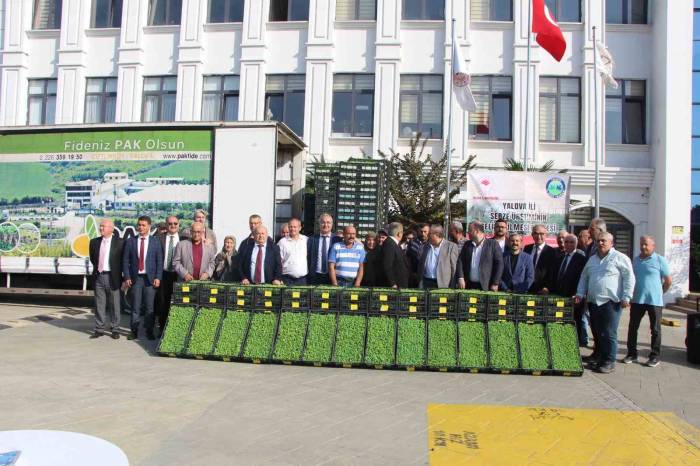 Yalova’da Çiftçilere 595 Bin Kıvırcık Fidesi Dağıtıldı