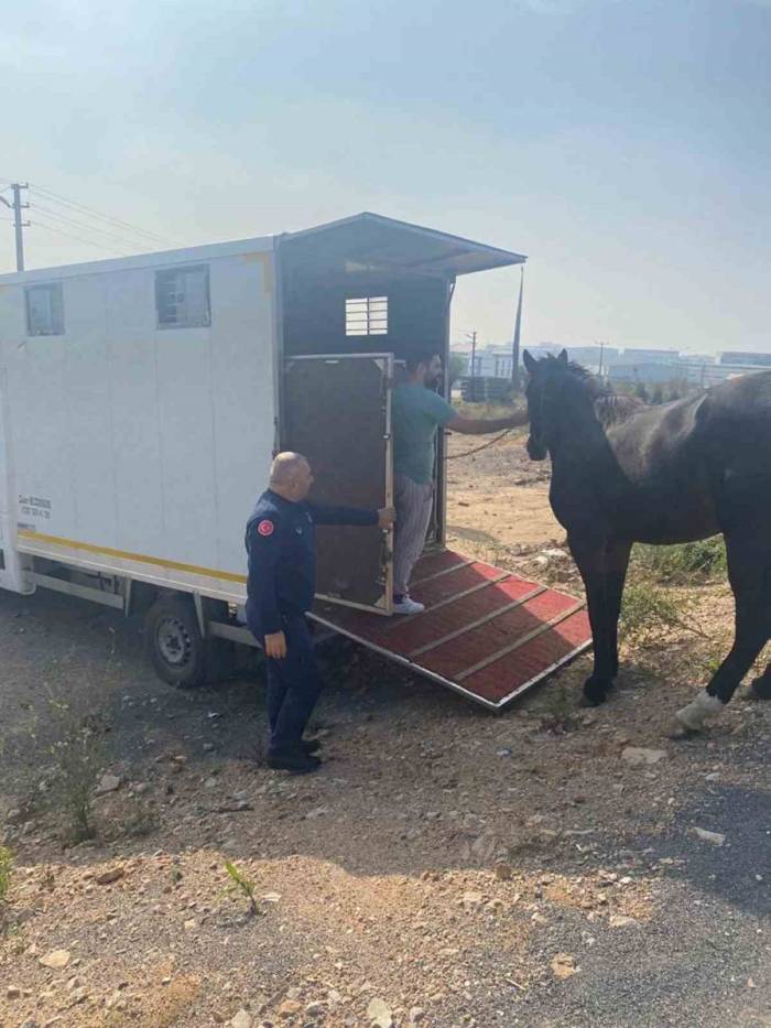 Kocaeli’de Yakalanan Başıboş At Tekirdağ’a Gönderildi