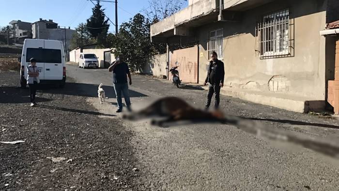 Görenlerin İçi Acıdı: Yol Ortasında Ölüme Terk Edildi