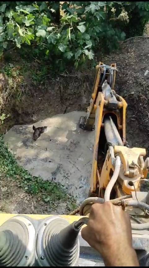 Sulama Havuzuna Düşen 3 Domuz İş Makinesi İle Kurtarıldı