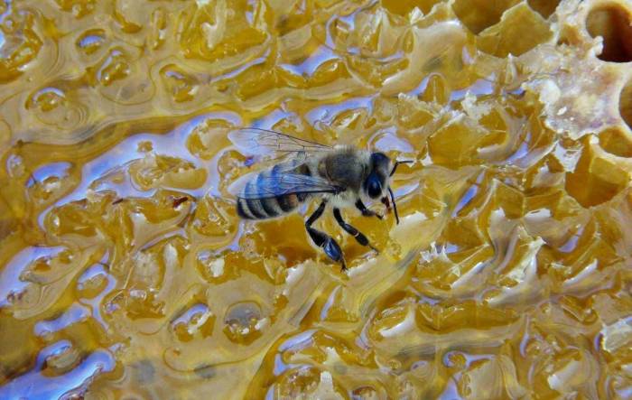 Çam Balı Rekoltesinde Beklentiler Gerçekleşmedi