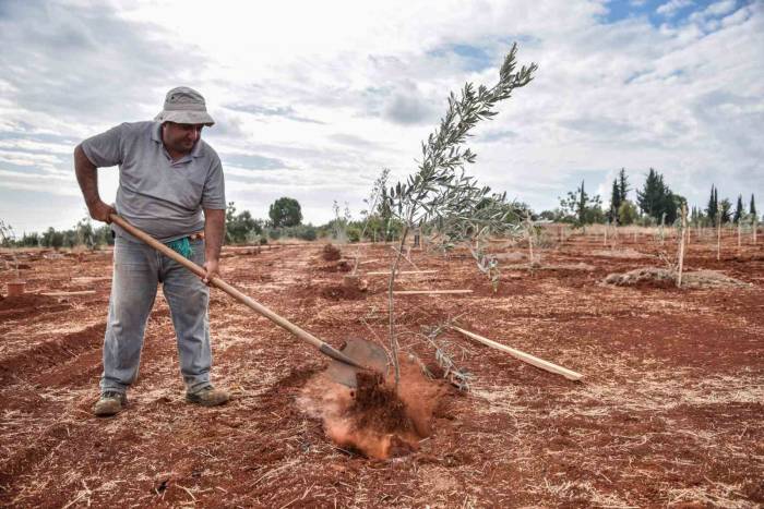 Kepez’e 30 Bin Zeytin Fidanı Dikilmesi Planlanıyor