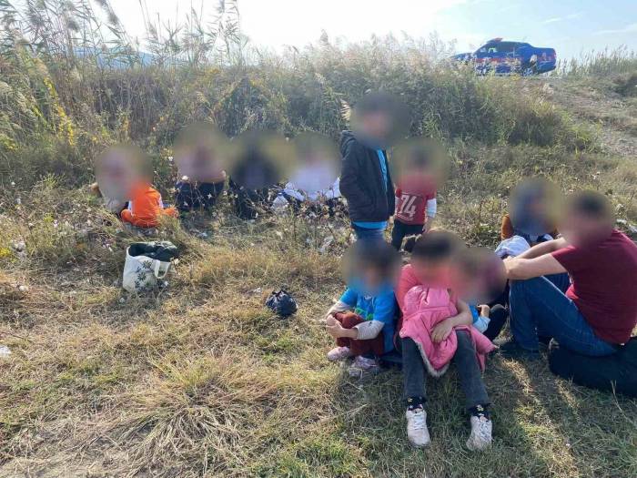 Pamuk Tarlasına Gizlenmiş Düzensiz Göçmenler Yakalandı