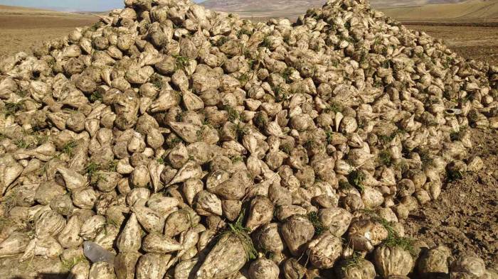 Sivas’ta En Tatlı Hasat Başladı