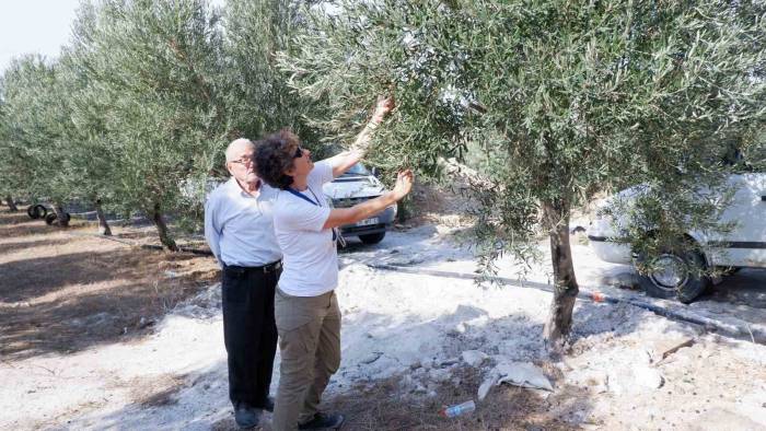 Doktorluğu Bırakıp Zeytin Üreticisi Oldu