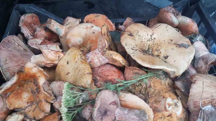 Gediz’de Mantar Bereketi