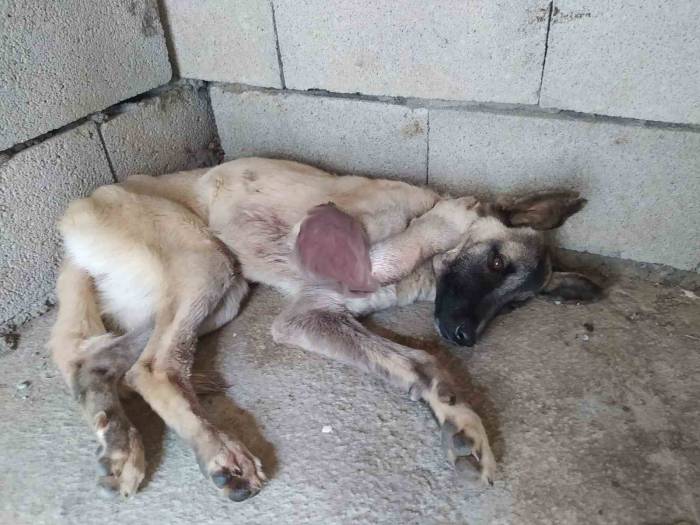 Ayağı Kangren Olan Köpeğe 1,5 Saatlik Ameliyat