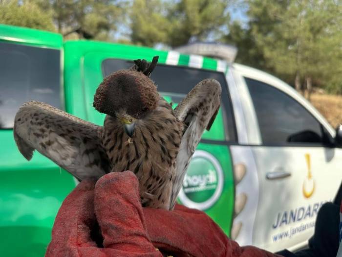 Devriye Gezen Jandarma, Yaralı Atmaca Buldu