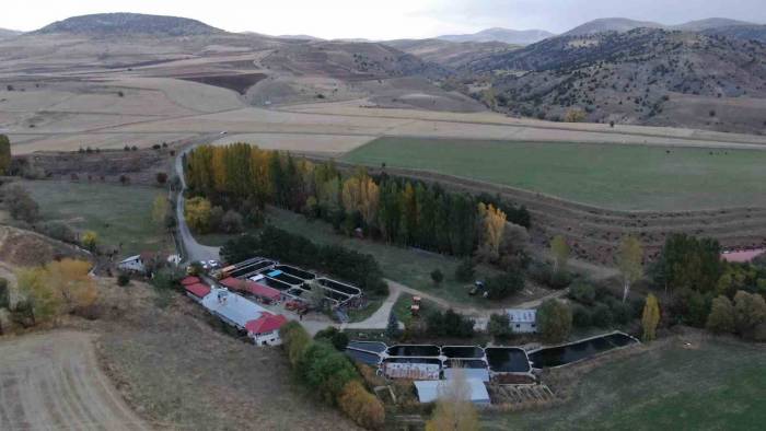 Bataklığı Alabalık Tesisine Dönüştüren Emekli Öğretmen 30 Yıldır Üretim Yapıyor