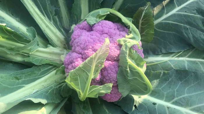 Batman’da Ekilen 70 Bin Fide Karnabahardan Biri Mor Olunca İlgi Odağı Oldu