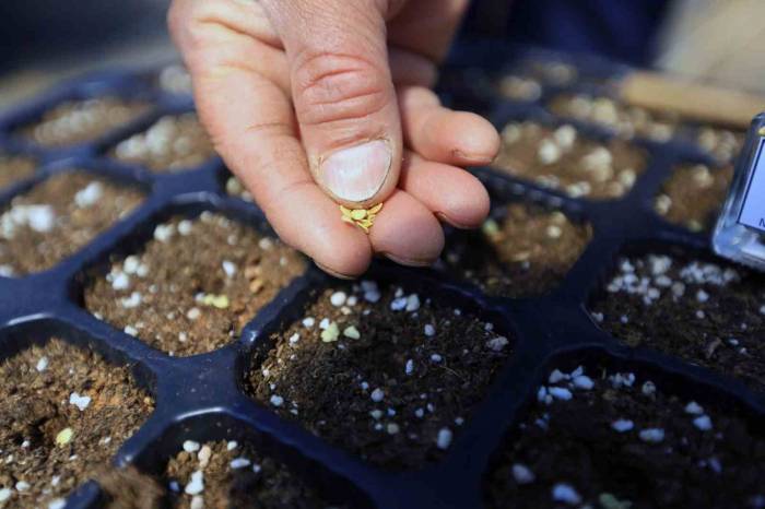 Cumhuriyet’in 100. Yılında 1 Milyon Yerel Tohum Dağıtılacak