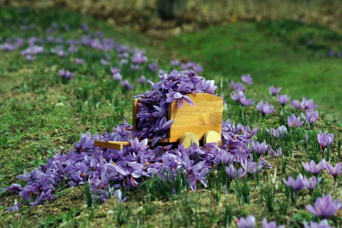 Kilosu 250 Bin Liradan Satılan Safranda Rekolte Düşük Bekleniyor