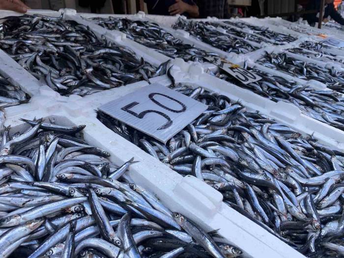 Yerli Hamsi Düşüşe Geçti, Vatandaş Yoğun İlgi Gösterdi