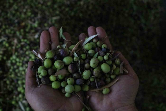 Yemeklerin Vazgeçilmezi Zeytinyağı, Fabrikada 210 Tl’den Alıcı Buluyor