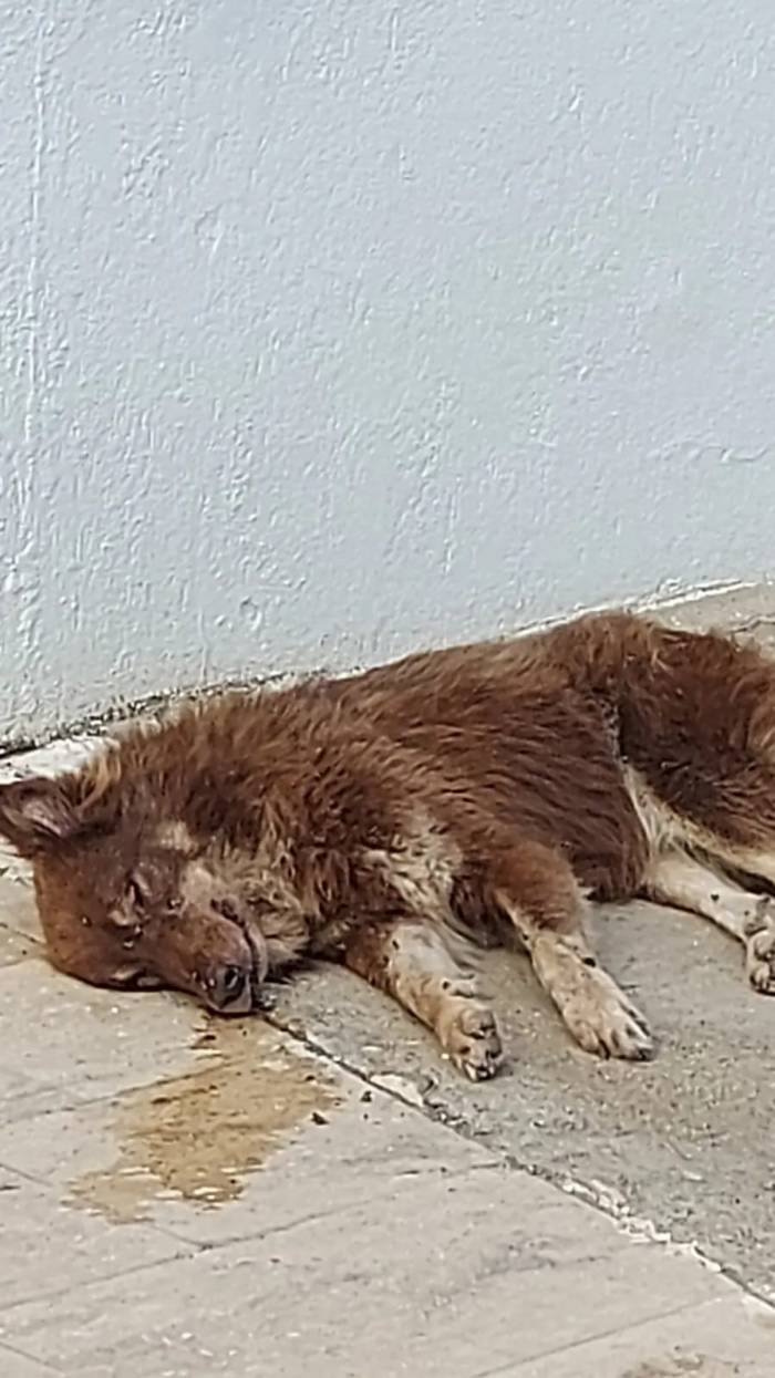 Bodrum’da Köpekleri Zehirlediler