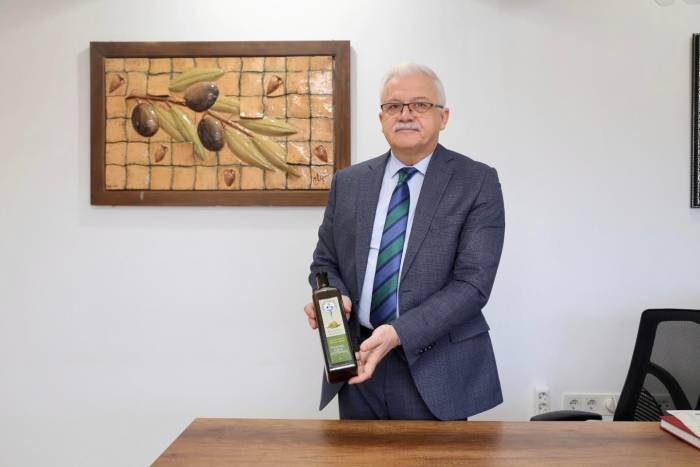 Zeytinin Başkenti Burhaniye’de Hasat Zamanı